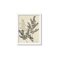 Picture of Shadow Botanical I  _GroupedProduct_Rectangle_Portrait_Framed_Matted_