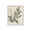 Picture of Shadow Botanical I  _GroupedProduct_Rectangle_Portrait_Framed_Matted_