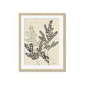 Picture of Shadow Botanical I  _GroupedProduct_Rectangle_Portrait_Framed_Matted_