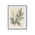 Picture of Shadow Botanical I  _GroupedProduct_Rectangle_Portrait_Framed_Matted_