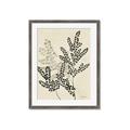 Picture of Shadow Botanical I  _GroupedProduct_Rectangle_Portrait_Framed_Matted_