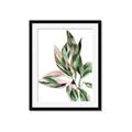 Picture of Leafy II _GroupedProduct_Rectangle_Portrait_Framed_Matted_