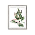 Picture of Leafy II _GroupedProduct_Rectangle_Portrait_Framed_Matted_