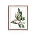 Picture of Leafy II _GroupedProduct_Rectangle_Portrait_Framed_Matted_