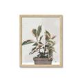 Picture of Pink Leaf House Plant _GroupedProduct_Rectangle_Portrait_Framed_Matted_