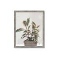 Picture of Pink Leaf House Plant _GroupedProduct_Rectangle_Portrait_Framed_Matted_