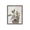 Picture of Pink Leaf House Plant _GroupedProduct_Rectangle_Portrait_Framed_Matted_