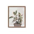 Picture of Pink Leaf House Plant _GroupedProduct_Rectangle_Portrait_Framed_Matted_