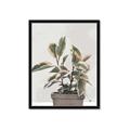 Picture of Pink Leaf House Plant _GroupedProduct_Rectangle_Portrait_Framed_Matted_