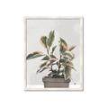 Picture of Pink Leaf House Plant _GroupedProduct_Rectangle_Portrait_Framed_Matted_