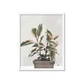 Picture of Pink Leaf House Plant _GroupedProduct_Rectangle_Portrait_Framed_Matted_