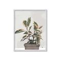 Picture of Pink Leaf House Plant _GroupedProduct_Rectangle_Portrait_Framed_Matted_