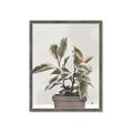 Picture of Pink Leaf House Plant _GroupedProduct_Rectangle_Portrait_Framed_Matted_