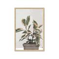 Picture of Pink Leaf House Plant _GroupedProduct_Rectangle_Portrait_Framed_Matted_