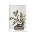 Picture of Pink Leaf House Plant _GroupedProduct_Rectangle_Portrait_Framed_Matted_