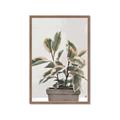 Picture of Pink Leaf House Plant _GroupedProduct_Rectangle_Portrait_Framed_Matted_