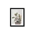 Picture of Pink Leaf House Plant _GroupedProduct_Rectangle_Portrait_Framed_Matted_