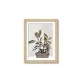 Picture of Pink Leaf House Plant _GroupedProduct_Rectangle_Portrait_Framed_Matted_
