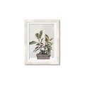 Picture of Pink Leaf House Plant _GroupedProduct_Rectangle_Portrait_Framed_Matted_