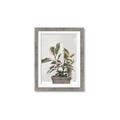 Picture of Pink Leaf House Plant _GroupedProduct_Rectangle_Portrait_Framed_Matted_