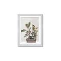 Picture of Pink Leaf House Plant _GroupedProduct_Rectangle_Portrait_Framed_Matted_