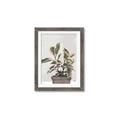 Picture of Pink Leaf House Plant _GroupedProduct_Rectangle_Portrait_Framed_Matted_