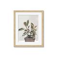 Picture of Pink Leaf House Plant _GroupedProduct_Rectangle_Portrait_Framed_Matted_