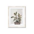 Picture of Pink Leaf House Plant _GroupedProduct_Rectangle_Portrait_Framed_Matted_