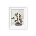 Picture of Pink Leaf House Plant _GroupedProduct_Rectangle_Portrait_Framed_Matted_