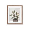 Picture of Pink Leaf House Plant _GroupedProduct_Rectangle_Portrait_Framed_Matted_