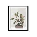 Picture of Pink Leaf House Plant _GroupedProduct_Rectangle_Portrait_Framed_Matted_