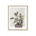 Picture of Pink Leaf House Plant _GroupedProduct_Rectangle_Portrait_Framed_Matted_