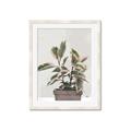 Picture of Pink Leaf House Plant _GroupedProduct_Rectangle_Portrait_Framed_Matted_