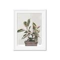 Picture of Pink Leaf House Plant _GroupedProduct_Rectangle_Portrait_Framed_Matted_
