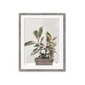 Picture of Pink Leaf House Plant _GroupedProduct_Rectangle_Portrait_Framed_Matted_