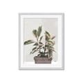 Picture of Pink Leaf House Plant _GroupedProduct_Rectangle_Portrait_Framed_Matted_