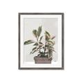 Picture of Pink Leaf House Plant _GroupedProduct_Rectangle_Portrait_Framed_Matted_