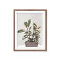 Picture of Pink Leaf House Plant _GroupedProduct_Rectangle_Portrait_Framed_Matted_