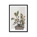 Picture of Pink Leaf House Plant _GroupedProduct_Rectangle_Portrait_Framed_Matted_