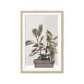Picture of Pink Leaf House Plant _GroupedProduct_Rectangle_Portrait_Framed_Matted_