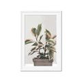 Picture of Pink Leaf House Plant _GroupedProduct_Rectangle_Portrait_Framed_Matted_