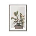 Picture of Pink Leaf House Plant _GroupedProduct_Rectangle_Portrait_Framed_Matted_