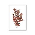 Picture of Rust Color Eucalyptus II  _GroupedProduct_Rectangle_Portrait_Framed_Matted_