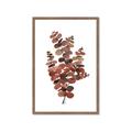 Picture of Rust Color Eucalyptus II  _GroupedProduct_Rectangle_Portrait_Framed_Matted_