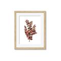 Picture of Rust Color Eucalyptus II  _GroupedProduct_Rectangle_Portrait_Framed_Matted_