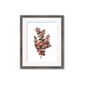 Picture of Rust Color Eucalyptus II  _GroupedProduct_Rectangle_Portrait_Framed_Matted_