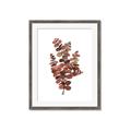 Picture of Rust Color Eucalyptus II  _GroupedProduct_Rectangle_Portrait_Framed_Matted_