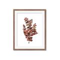 Picture of Rust Color Eucalyptus II  _GroupedProduct_Rectangle_Portrait_Framed_Matted_