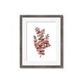 Picture of Pink Color Eucalyptus II _GroupedProduct_Rectangle_Portrait_Framed_Matted_