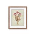 Picture of Dried Flowers with Outline I _GroupedProduct_Rectangle_Portrait_Framed_Matted_